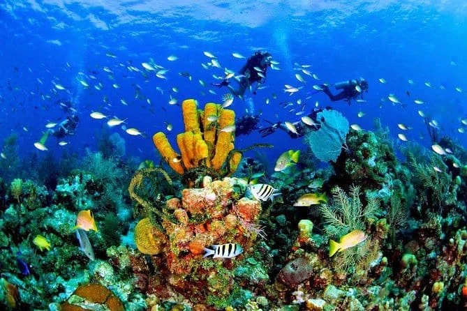 Buceo en Isla Catalina - 3